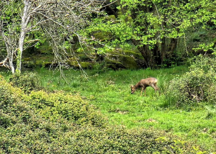 Arbela Apartamentuak * Aia